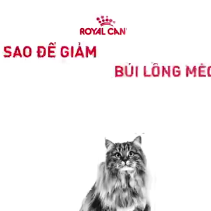 Thức Ăn Hạt Royal Canin Hairball Care 2kg Cho Mèo Trưởng Thành Hỗ Trợ Tiêu Búi Lông  - DATE XA
