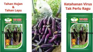 Benih Bibit Biji Terong Ungu JAGUAR 212 F1 5g dari Youseed: Tahan Virus & Layu