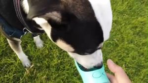 Portable Dog Water Dispenser Pet Water Bottle 450ml Leak Proof Dog Water Bottle For Travel Lightweigh Pet Water Dispenser Cat Water Feeder Dog Stuff Pet Accessories