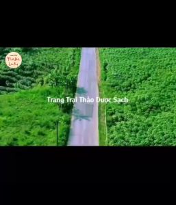 Trà mã đề rễ tranh túi lọc lợi tiểu giảm viêm đường tiết niệu bịch 30 túi lọc - Lãn Ông