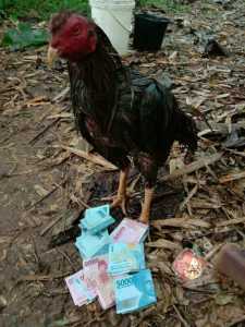 MOSTER JAMU AYAM LAGA BUKTIKAN KEGANASAN AYAM ADUAN EXTRA GINSENG