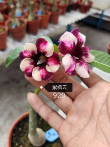Adenium Bonsai ID 紫枫云/NGU SAC(925)富贵花