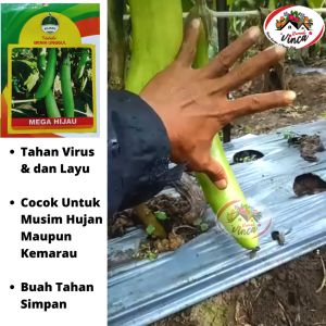 Benih Bibit Terong Hijau Tahan Layu MEGA HIJAU F1 400 Biji Cap Kujang