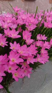 củ giống hoa tóc tiên  ngải mưa ngải nàng mơn ngải hút khách-10 củ