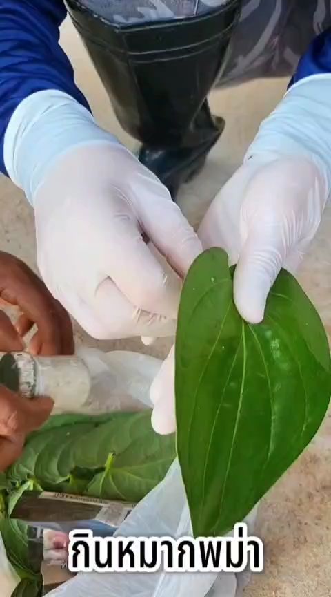 ปูนหมาก ปูนขาว ปูนกินหมาก แพ็ค10กระปุกอย่างดี สะอาด มีเก็บปลายทาง