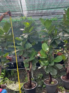 สองเมตร จัดไป ส่ง #โรงแรม ตั้งปุ๊ปสวยปิ้ง  ไม่เน่นมินิมอล  เน้นมินิมอบ  🙏🏻❤️❤️❤️  ปลูกปั๊ปโตปุ๊ป  ราคาดีงาม  #ไทรใบสักต้นใหญ่ 1.8-2.เมตร    สนใจความสวย ร่มเงา ชื่นใจ ให้ทัก ไม้ใหญ่แบบดี มีจำนวนจำกัด