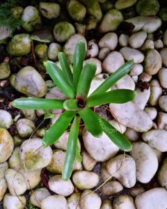 Neoregelia Bromeliad Green Hanging Plant
