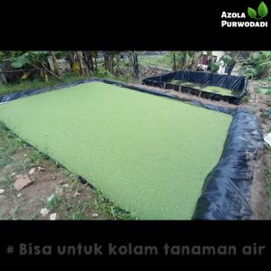 Plastik UV Hitam 100 micron Lebar 4 meter x Panjang 1 meter Untuk Kolam/Tambak