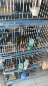 Châm Nước Lồng Chim – Vòi Uống Tiện Lợi Cho Chim Cảnh