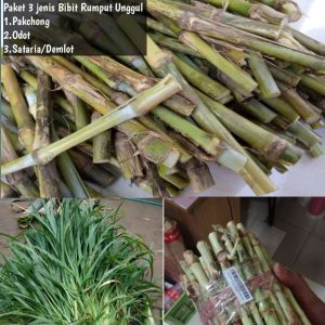 PAKET 3JENIS BIBIT RUMPUT 1KGPAKCHONGODOTSATARIA