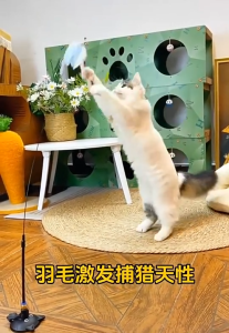 Đồ chơi cần câu Mèo cốc hút hình bông hoa gắn lông vũ màu macaron "mẫu mới" - Love pets shop