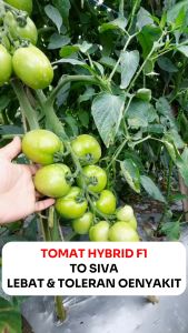 Benih Tomat Hybrid F1 TO SIVA 2000 biji Cap Benih Premium Buah Besar & Keras
