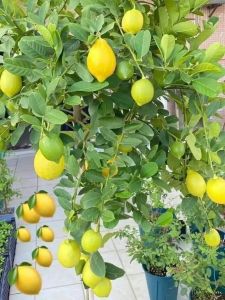 cây chanh vàng mỹ  cao  60-80cm. như video.