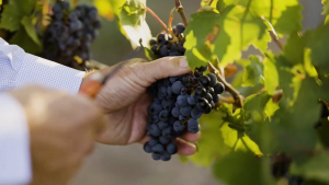 Varvaglione Papale Primitivo di Manduria 2022 750ml 14% Southern Italy Puglia Red Wine