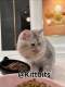 mycatsdontmeow