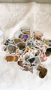 50Pcs Funny cute Cats Emoji Series Stickers DIY Luggage  Laptop Waterproof Doodle Decals Sticker