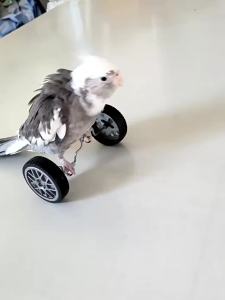 Creative Parrot Balance Toy Interactive Birds Toy Mini Intelligence Training Toy Pet Toy for Small Medium Birds Pet Supplies