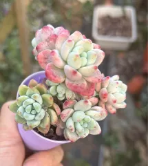 Echeveria 'Claudia' Rose Succulent 克罗地亚玫瑰多肉植物| Lazada