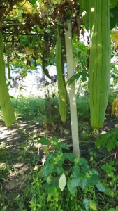 เมล็ดบวบหอมยาว 20 เมล็ด บวบหอม บวบยาว ปลูกต่อได้