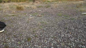 MOUNT PEAKFoldable camping tablemultifunctional lifting IGT tableBear 30kgpicnic barbecue tableSuitable for outdoor camping homeSZK893