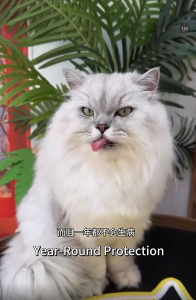 Pet Deworming Internal External Deworming Cat Dog Good Palatability 猫狗通用体内外一体驱虫适口性好