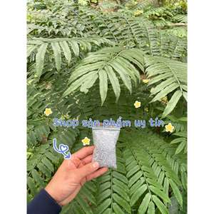 Dương xỉ culi trồng kiểng (đã dâm ủ)