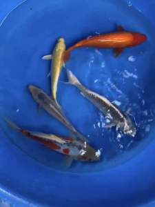 🇯🇵 GENUINE JAPAN COMBO 25-30cm 5pcs COMBO AT 2688 ( SHUSUI  ASAGI  YAMABUKI OGON  GIN MATSUBA / BENIGOI )