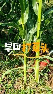 TopTools Pisau matun padi mesin potong rumput alat penyiang gulma alat matun padi mesin potong rumput