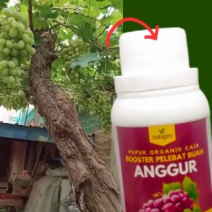 Pupuk Anggur Agar Cepat Berbuah Lebat Pelebat Buah Anggur Booster Penyubur Dan Perangsang Anggur