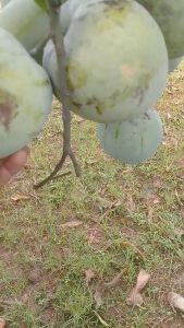 BIBIT MANGGA APEL | Cepat Berbuah | Berbuah Di Dalam Pot | BIBIT OKULASI / SAMBUNG PUCUK