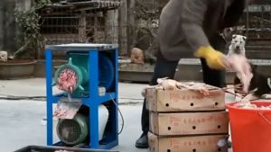 2200W Commercial Electric Multifunctional Heavy-Duty Meat Grinder Chicken Rack Bone Grinder Vegetable Grinder