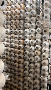 10 pcs Oyster Mushroom Fruiting Bag Growing Bag Ready To Grow