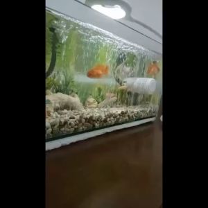 Batu Aerator Panjang Aerasi Batu Angin Gelembung Udara Airstone Air Stone 10 15 20 25 35 40 45 50 CM