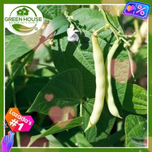 Green House® - White Kidney Beans Seeds for Planting Vegetable Plants (25 Seed) incl. Instruction Herbal Bean Plant