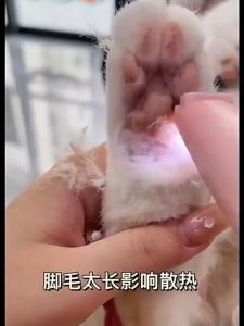 Professional Pet Clippers Cats Dog Foot Hair Trimmer Fur Grooming