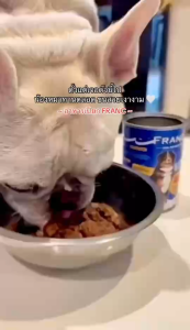 อาหารเปียกสุนัข FRANCยกลัง 24 กระป๋อง ทูน่าแดงในเยลลี่ หน้าต่างๆ
