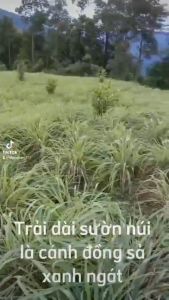 Tinh dầu Sả Java nguyên chất giúp khử mùi thanh lọc không khí thư giãn tạo không giam thơm mát cho căn phòng.- sunstore17