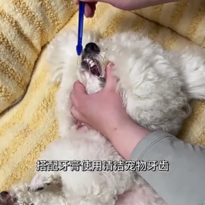 Safe Convenient Soft Bristle Dual Head Toothbrush Dog Cat Tooth & Gums Dental Care Pet Oral Hygiene