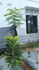 Benih Tomat Rampai Cerry CHUNG KEDIRO 10 gram Benih Prima Unggul Lebat Tahan Penyakit