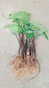 combo 10 cây khoai môn tím giống