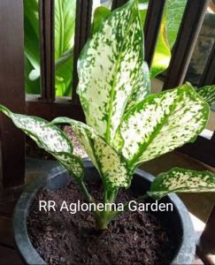 Aglonema snowhite dewasa rimbun aglonema murah harga promo