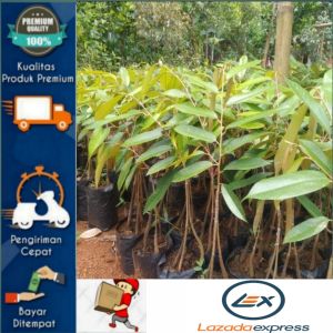 Bibit Durian Musangking Kaki 3 Hasil Okulasi