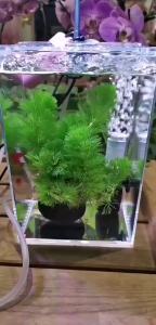 High Transparent Thickened Desktop Fish Tank Thailand Bucket Fish Tank Acrylic Transparent Plastic Goldfish Ecological Jellyfish Tank Small