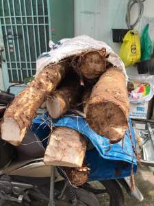 Củ bạc hà núi 10kg đào ở núi Cô Tô bao tươi mới