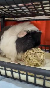 Timothy Hay Ball Snack Guinea Pig Rabbit Chinchilla