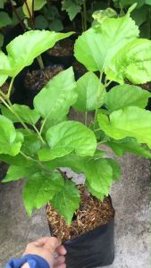 ต้นหม่อนมัลเบอรี่ ส่งพร้อมถุง 6 นิ้ว สูง 30 ซม. พร้อมส่ง ปลูกต่ออีก 2-3 เดือนมีลูก mefarmsook