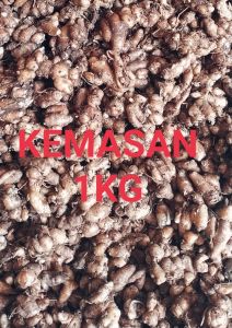 KENCUR FRESH SUPER BERKUALITAS 1 KG