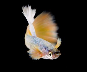 Golden Guppy/Ornamental fish/Freshwater/Readystock
