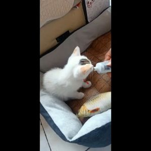 Furiri 120g Dorrikey Pets Nutrition Cream Supplements Hairball Solution Gel For Cat Dog Treats Pets Snacks Healthcare