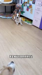 Pet Chewing Toys Puppy Dog Bite Chewys Toys Braided Rope Toys